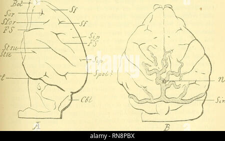 . Anatomischer Anzeiger. Anatomy, Comparative; Anatomy, Comparative. 231 Weniger auffallend erscheint der mediane Contour. Sehr unvollständig präsentirt sich das Object von der Unterseite. Als Hauptpunkt für die Orientirung imponirt die linsengroße Hypophysis, von der beider- seits die Lobi temporales einen Abstand von etwa 4 mm einhalten. Im Zwischenräume sind die venösen Sinus intercavernosi und cavernosi nachzuweisen. Deutlicher gestalten sich die Verhältnisse des Olfactorius. Der Sulcus olfactorius verläuft beiderseits nahezu halbkreisförmig und läßt als wohlgekreuzten Bezirk das gesamte R Stock Photo