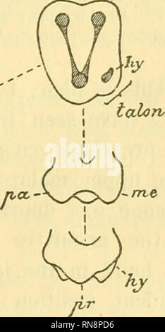 . Anatomischer Anzeiger. Anatomy, Comparative; Anatomy, Comparative. Lower molar. Upper and lower molars opposed. Upper molar. Fig. 2. Key to Plan of Upper and Lower Molars in all Mammals. Each tooth consists of a triangle, trigon with the protocone, pr at the apex. The apex is on the iDner side of the upper molars and on the outer side of the lower molars.. Please note that these images are extracted from scanned page images that may have been digitally enhanced for readability - coloration and appearance of these illustrations may not perfectly resemble the original work.. Anatomische Gesell Stock Photo