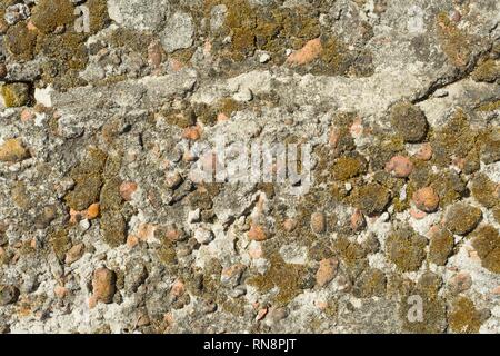 Texture of concrete, cement old moss covered background. Stock Photo