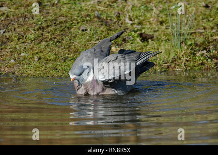 Wood Pigeon - Columba palumbus Taking a bath in a pond Stock Photo