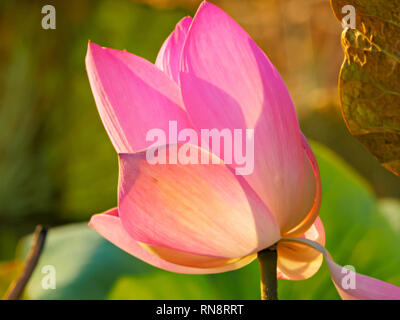 a close up of the pretty pink flowers of a partly open lotus lily growing in the nt