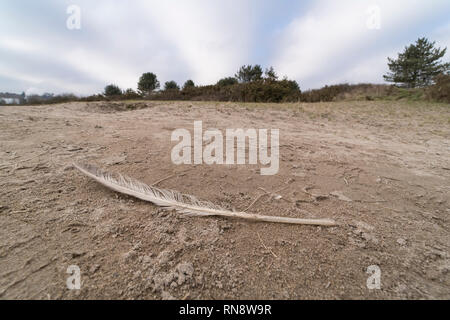 Solitary white Seagull feather on sandy beach. Isolated feather. Single feather. Bird flu metaphor. Stock Photo