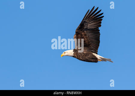 Bald eagle (Haliaeetus leucocephalus) flying in blue sky, Iowa, USA Stock Photo