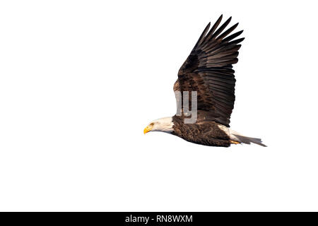 Bald eagle (Haliaeetus leucocephalus) flying, isolated on white background, clipping path attached Stock Photo