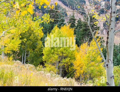 aspen and birch trees in bright autumn colors on a lush, wooded  hillside overlooking ski runs near Park City, Utah