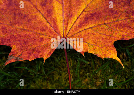Late autumn with decaying maple leaf close-up Stock Photo