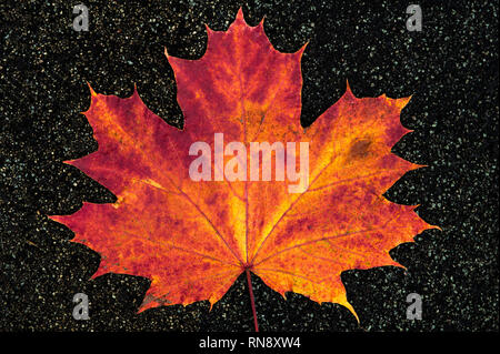 Late autumn with decaying maple leaf close-up Stock Photo