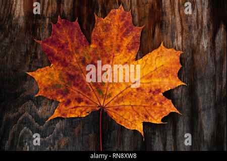 Late autumn with decaying maple leaf close-up on stained board. Stock Photo