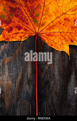 Late autumn with decaying maple leaf close-up on stained board. Stock Photo