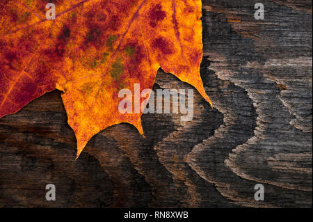 Late autumn with decaying maple leaf close-up on stained board. Stock Photo