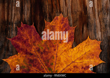 Late autumn with decaying maple leaf close-up on stained board. Stock Photo