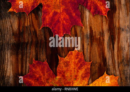 Late autumn with decaying maple leaf close-up on stained board. Stock Photo