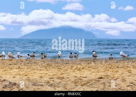 Seagulls on the beach on bright sunny day - shallow focus Stock Photo