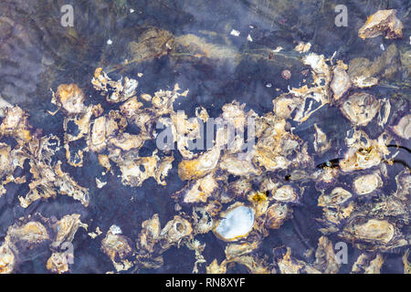 Fish scales through water background texture pattern Stock Photo