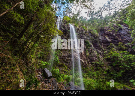 Twin falls in Springbrook National Park rainforest. Queensland, Australia Stock Photo