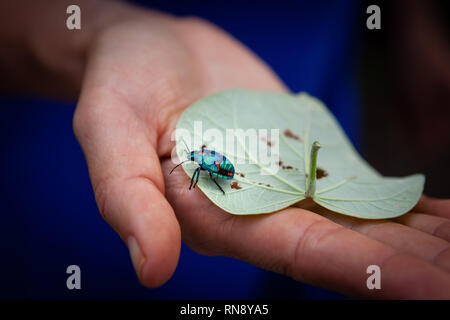 Woman holding leaf with Hibiscus Harlequin Bug closeup Stock Photo