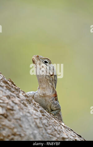 Madagascan collared iguana, Oplurus cuvieri, also knon as Cuvier's Madagascar swift or collared iguana, Stock Photo