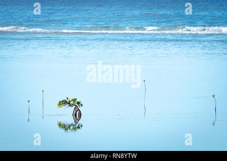 Mangrove (rhizophora mangle) trees growing above water surface near shoreline on the coast of tropical Caribbean island. Stock Photo