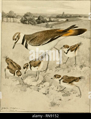 'Gray lady and the birds; stories of the bird year for home and school' (1907) Stock Photo