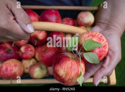 Woman holding a two apples in her left hand and a wood and wire basket full of freshly picked apples. Stock Photo