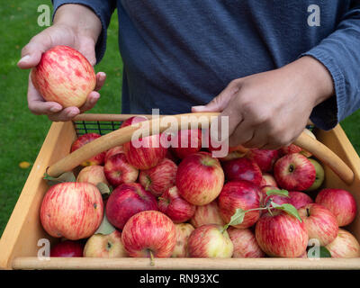 Woman holding a single apple in her right hand and a wood and wire basket full of freshly picked apples. Stock Photo