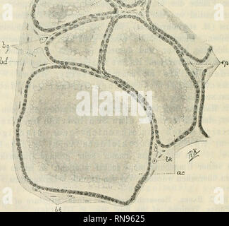 . Anatomischer Anzeiger. Anatomy, Comparative; Anatomy, Comparative. 604 ToLDT U.A. beschrieben wurde, stellt nicht die typische Schild- drüse dar.&quot; Ebensowenig entspricht, worauf schon Maurer (1. c. p. 302 u. f.) hingewiesen hat, das in Ecker's Anatomie des Frosches (3. Abteilung, 1882) auf p. 37 als Glandula thyroidea beschriebene und abgebildete Knötchen der Schilddrüse, sondern vielmehr dem von Maurer als „ventrale Kiemenreste&quot; bezeichneten lymph-adenoiden Organ. Den voranstehenden Anführungen brauche ich nicht viele Worte mehr hinzuzufügen. Die dieser Notiz beigefügte Abbildung  Stock Photo