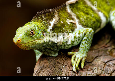 Fijian crested iguana (Brachylophus vitiensis) on Viti Levu Island, Fiji. It is critically endangered species of iguana found on some Fijian islands. Stock Photo
