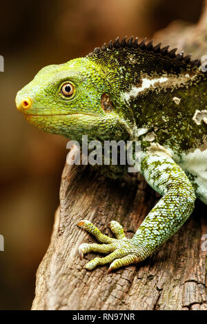 Portrait of Fijian crested iguana (Brachylophus vitiensis) on Viti Levu Island, Fiji. It is critically endangered species of iguana found on some Fiji Stock Photo