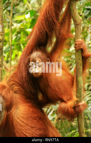 Baby Sumatran orangutan next to its mother n Gunung Leuser National Park, Sumatra, Indonesia. Sumatran orangutan is endemic to the north of Sumatra an Stock Photo