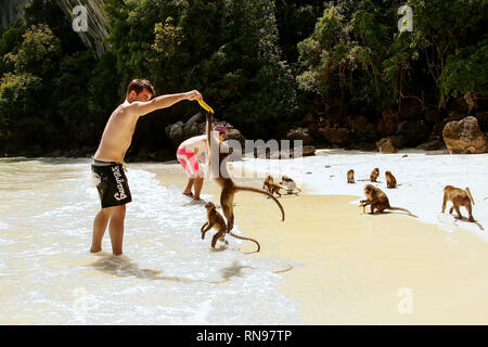Tourists feeding crab-eating macaques at the beach on Phi Phi Don Island, Krabi Province, Thailand. Koh Phi Phi Don is part of a marine national park. Stock Photo