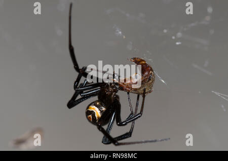 Western Black Widow, Latrodectus hesperus, wrapping prey Stock Photo