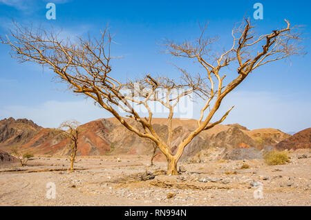 Big dead dry acacia tree with wide branches in Eilat desert in Israel Stock Photo