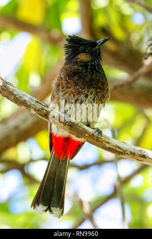 Red-vented bulbul (Pycnonotus cafer) sitting on a tree, Fiji Stock Photo