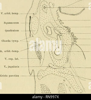 . Anatomische Hefte. 276 KOTARO SHIINO, in dem weiteren Entwickelungsverlauf bei Crocodilus ver- schwindel and bei den Erwachsenen nach der Angabe II och- sie ii eis iiberhaupl nicht vorhanden ist. Der mittlere Teil der Fissura metotica ist breil und stelll das grosseForamen jugulare dar. Der vorderste Teil endlich, d. h. der zwischen dem Processus A. u. V. orbit. temp. Squamosmn Quadratum. Canalis seruicirc.ant. s. sup. Fossa subarcuata Ampulla semicirc. lat. Utriculus Prom. utriculo- saccularis Sacculus Ampulla semicirc. post. Fissura metotica Pila occipitalis Fig. 7. Crocodilus biporcatus.  Stock Photo