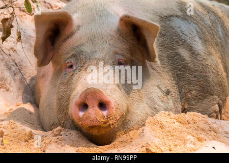 Pig nose in the pen. Focus is on nose. Shallow depth of field Stock Photo