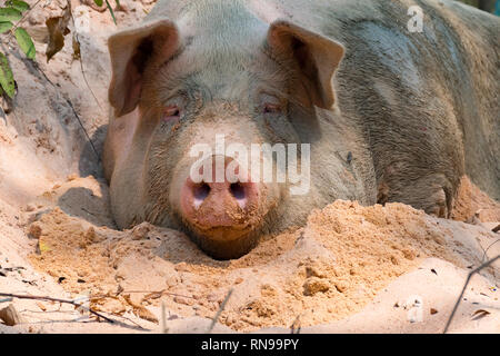 Pig nose in the pen. Focus is on nose. Shallow depth of field Stock Photo