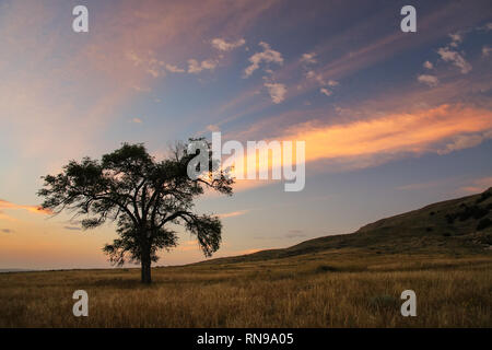 Lone tree at sunrise, North Platte River valley, western Nebraska, USA Stock Photo