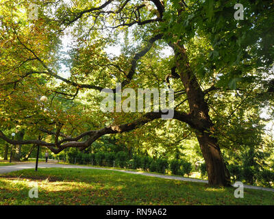 Ancient oak tree beside a path on a grassy slope in Kadriorg Park, Tallinn, Estonia Stock Photo