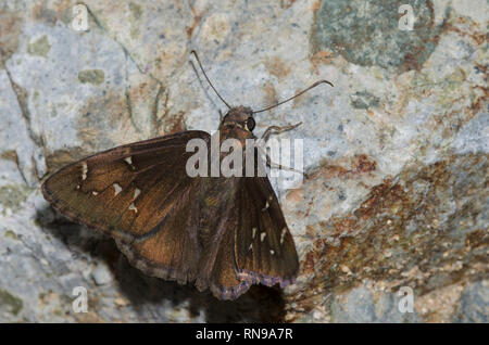 Northern Cloudywing, Cecropterus pylades, male Stock Photo