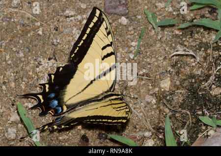 Two-tailed Swallowtail, Pterourus multicaudata, mud-puddling Stock Photo