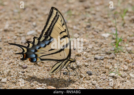 Two-tailed Swallowtail, Pterourus multicaudata, mud-puddling Stock Photo