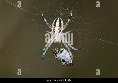 Western Spotted Orbweaver, Neoscona oaxacensis, with prey Stock Photo