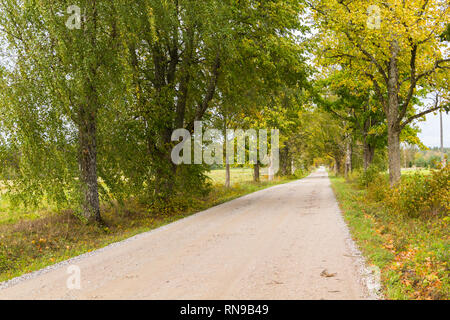 Country road with a treeline on both sides Stock Photo