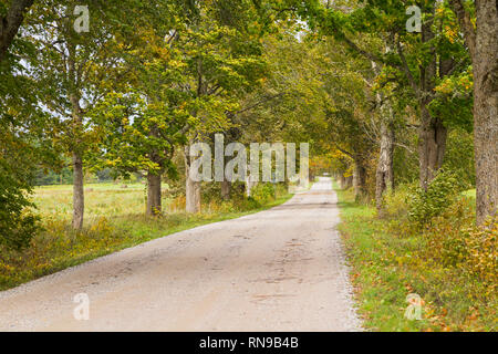 Country road with a treeline on both sides Stock Photo