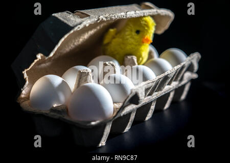 yellow toy chick in the box of eggs. Stock Photo