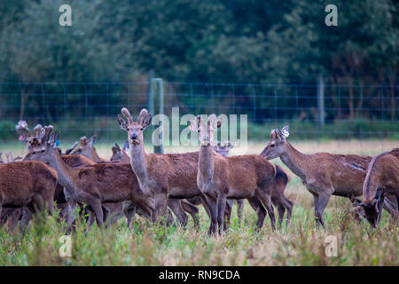 Stags on a deer farm with growing antlers that produce velvet for export and venison meat. Stock Photo