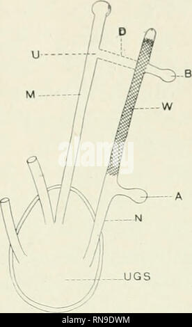 . The anatomical record. Anatomy; Anatomy. ANOMALors ri{INOGENITAL SVSTKM IN A l)()(i 23 cranial aiilajio. Toi- iiistaii('(&gt; (/&gt;'), may hccdiiic llic functional urct(&gt;r. Kct'crcncc to figure 2 will show tlic lowci- i)art of the Wolffian duct not cross-hatched. Tiiis ])()rtion which extends from the normal ureteric anlaj&gt;;e on downwards is durijij;' further develop- ment drawn into the urin()f2;enital sinus. Thi'ouf^h this fusion the uieteis ivceive theii' normal connection with tJie definitive bladder which develo])s ])ai1ly out of this portion of the sinus.. Fig. 2 Diagrammatic sk Stock Photo