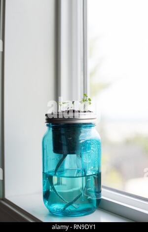 Basil seeds sprouting from a jar garden in a window. Stock Photo