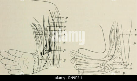 . The anatomical record. Anatomy; Anatomy. COMPLETE BILATERAL ABSEN'CE OF RADIUS 7 Turning ventrally from its origin, it occupied a position between the extensor carpi radialis loiigus and brevis muscles medially, and the extensor pollicis longus muscle (?) laterally, lying over a mass of undifferentiated muscular tissue. The extensor carpi radialis longus and bre'is muscles arose by a common fleshy head of origin from the caudal portions of the deltoid and the triceps brachii muscles. They coursed distally. Fig. 3. Diagrammatic sketches of superficial (to the left) and deep (to the right) di Stock Photo