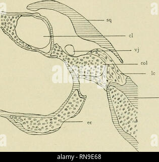 . The anatomical record. Anatomy; Anatomy. The AnntDinieal Eoeord. 89 connection between the opercular apparatus and the squamosum and quadrate. Accepting, as we feel we must, the view that we have to deal here in Amphibia with two structures, it is highly probable that in these closely allied and highly specialized forms the structure desig- nated, by us as columella, which is connected with the squamosum, does not come to development or at least disappears early in larval life, either completely or through incorporation with the operculum. The connection of the columella with the quadrate is Stock Photo